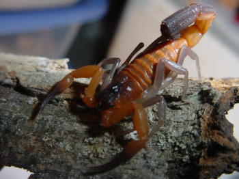 Alternative Cancer Rx Medical Wellness Center Havana Cuba May 7 Acn Has Begun To Export Vidatox A Medical Product For Cancer Therapy Derived From Toxin Found In Scorpions As Announced By