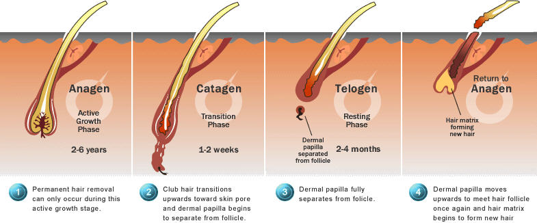 Capillus treats the dysfunctional hair follicle - Hair growth Cycle