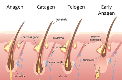 Topical Spironolactone Online Prescription  Hair Growth Cycle from Anagen to Telogen phases