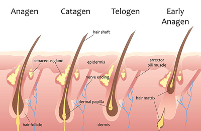 Topical Spironolactone Online Prescription Hair Growth Cycle from Anagen to Telogen phases